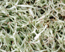 Cladonia uncialis (L.) Weber ex Wigg. sl.