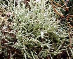 Cladonia uncialis (L.) F.H. Wigg. subsp. biuncialis (Hoffm.) M. Choisy