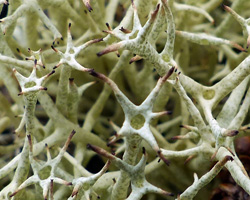 Cladonia uncialis (L.) F. H. Wigg. subsp. uncialis