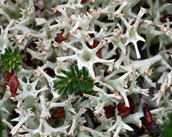 Cladonia uncialis (L.) F. H. Wigg. subsp. uncialis