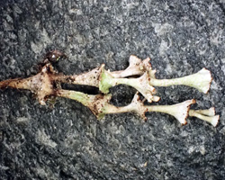 Cladonia verticillata (Hoffm.) Schaer
