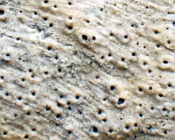 Collemopsidium foveolatum forme saxicole broutée par un mollusque.