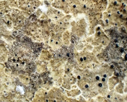 Collemopsidium halodytes forme saxicole sur roche calcaire.
