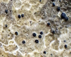 Collemopsidium halodytes forme saxicole sur roche calcaire.