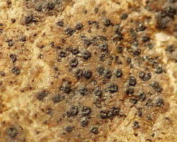 Collemopsidium halodytes forme saxicole sur roche silicatée.