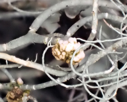 Cyphobasidium usneicola (Diederich & Alstrup) Millanes, Diederich & Wedin