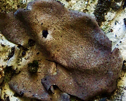 Dermatocarpon miniatum (L.) Mann var. miniatum morpho miniatum