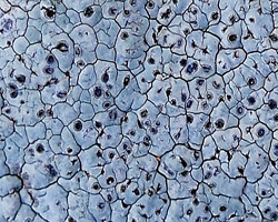 Diploschistes actinostomus forme bleue.