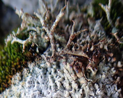 Diploschistes muscorum forme parasite de Cladonia rangiformis.