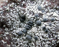 Diplotomma alboatrum  forme saxicole des rochers acides