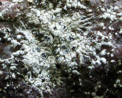 Diplotomma alboatrum forme saxicole des rochers acides