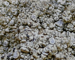 Dirina massiliensis Durr. & Mont. forma massiliensis Taxon méditerranéen des murs calcaires.