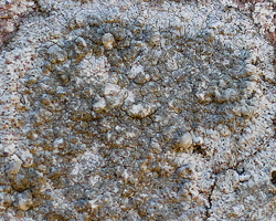 Dirina massiliensis Durr. & Mont. forma sorediata (Müll. Arg.) Tehler Taxon méditerranéen des murs et des rochers calcaires.