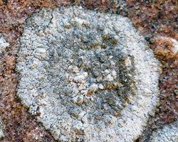 Dirina massiliensis Durr. & Mont. forma sorediata (Müll. Arg.) Tehler Taxon méditerranéen des murs et des rochers calcaires.