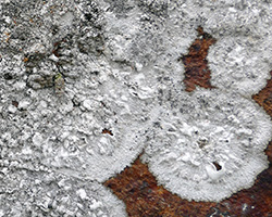 Dirina massiliensis Durr. & Mont. forma sorediata (Müll. Arg.) Tehler Taxon atlantique des murs en pierres peu acides ou en ciment.