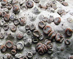 Dirina massiliensis Durieu & Mont. forma massiliensis  Taxon méditerranéen des rochers calcaires.