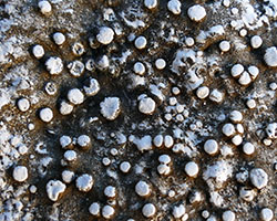 Dirina massiliensis Durieu & Mont. forma massiliensis Taxon méditerranéen des rochers calcaires abrités.