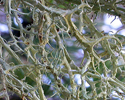 Evernia divaricata (L.) Ach.