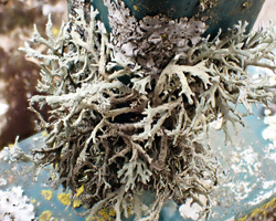 Evernia prunastri forme sur substrats artificiels.