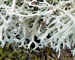 prunastri evernia lichens ach