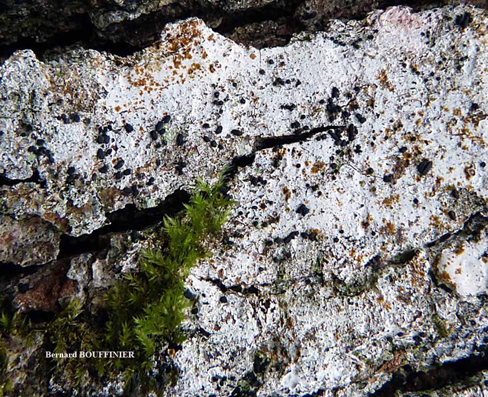 Lichens Marins