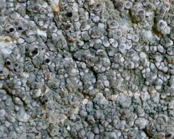 Paralecanographa grumulosa forme parasite de Dirina massiliensis forma sorediata taxon méditerranéen des murs calcaires.