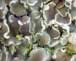 Myriolecis albescens forme lignicole.