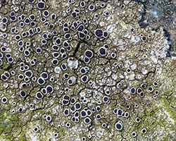 Lecanora campestris subsp. campestris morpho atrata forme des surfaces horizontales en ciment.