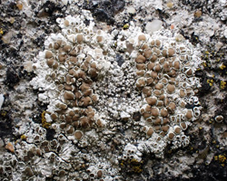 Lecanora campestris subsp. campestris morpho campestris forme sur béton.