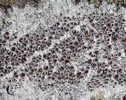 Lecanora chlarotera subsp. chlarotera Nyl. forma chlarotera