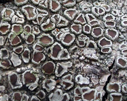 Lecanora chlarotera subsp. chlarotera forma rugosella (Zahlbr.) Poelt