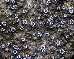 Myriolecis crenulata forme saxicole des rochers calcaires en bordure de mer.