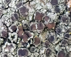 Lecanora helicopis (Wahlenb.) Ach. forme sciaphile.