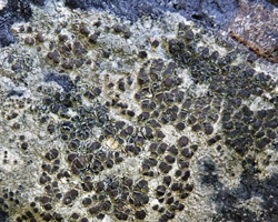 Lecanora helicopis (Wahlenb.) Ach. forme héliophile.