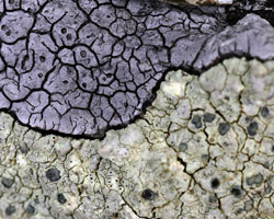 Lecanora sulphurea forme parasite de Diploschistes caesioplumbeus