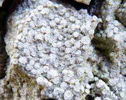 Lepra albescens (Huds.) Hafellner morpho albescens forme corticole. 
 
=Pertusaria albescens (Huds.) Choisy & Werner var. albescens
