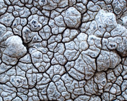Lepra monogona forme sur surface rocheuse horizontale.