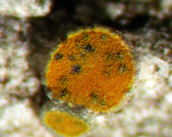 Lichenodiplis lecanorae (Vouaux) Dyko & D. Hawksw.