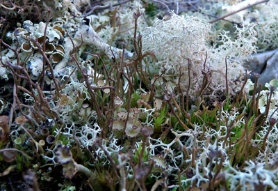 Lichens des landes Pen Hir