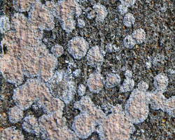 Llimonaea sorediata forme des murs en béton ou en ciment.