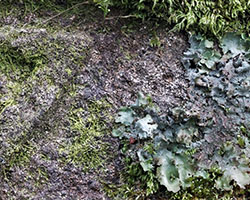 Ricasolia virens forme saxicole.