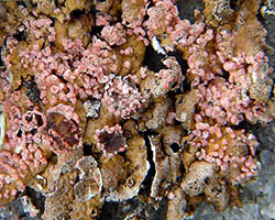 Marchandiomyces corallinus (Roberge) Diederich & Hawksw.