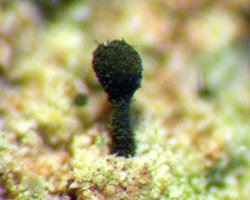Microcalicium arenarium (A. Massal.) Tibell