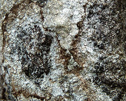 Milospium graphideorum parasite de Lecanographa lyncea 