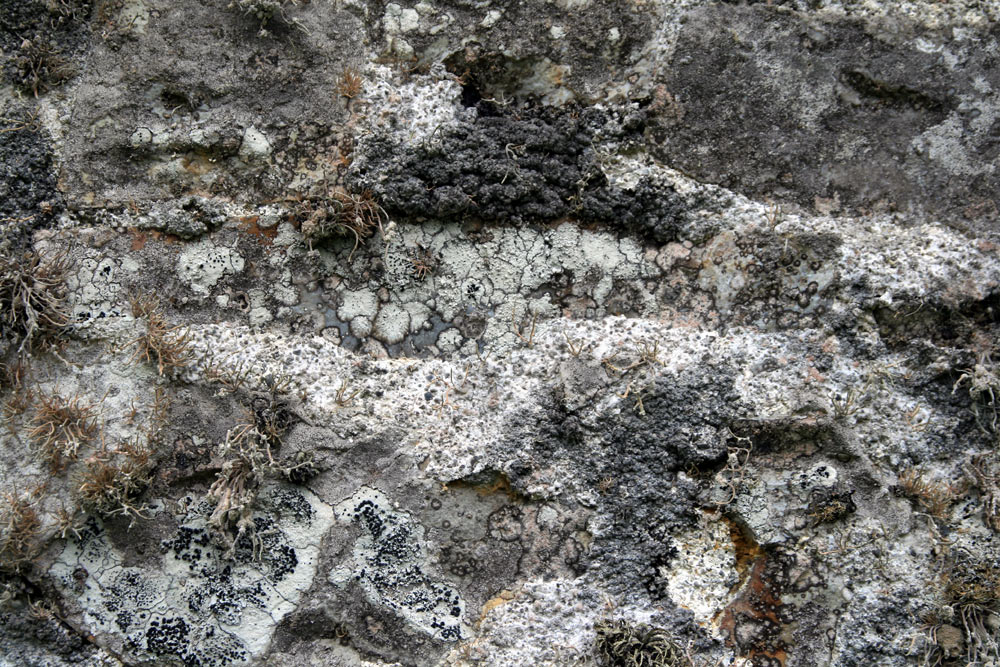 Mur Nord de Chapelle