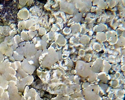 Myriolecis albescens (Hoffm.) Sliwa, Zhao Xin & Lumbsch forme sur roche calcaire.
