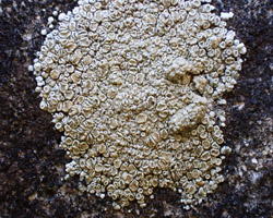 Myriolecis semipallida forme nitrophile sur ciment.