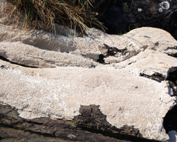 Ochrolechia parella forme maritime des roches calcaires.