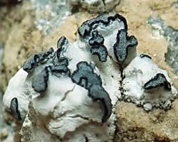 Paralecanographa grumulosa forme parasite de Dirina massiliensis forma massiliensis Taxon méditerranéen des rochers calcaires.