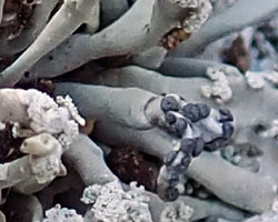Paralecanographa grumulosa forme parasite de Roccella phycopsis taxon de Méditerranée.